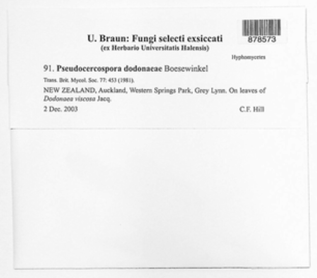 Pseudocercospora dodonaeae image
